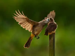 Yellow Vented Bulbul Mother Bird Picture