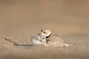 Plover Mother Bird Picture