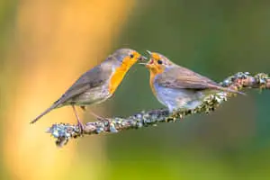 Robin Baby Mother Bird Picture