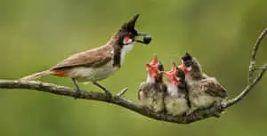 Red Whiskered Bulbul Mother Bird Picture