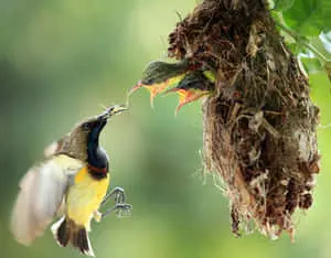 Yellow Sunbird Mother Bird Picture