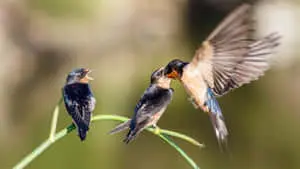 Barn Swallow Mother Bird Picture