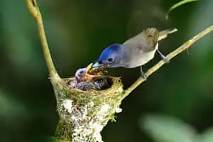 Black Naped Blue Flycatcher Mother Bird Picture