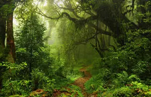Muddy Trail Forest Background