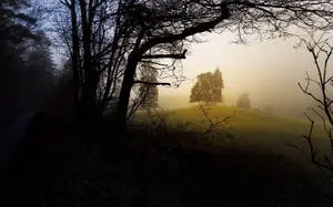 Enigmatic Forest at Twilight