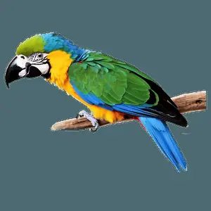 National Geographic Exotic Birds PNG ros72