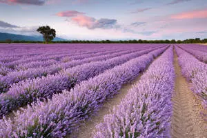 Nature 4k Lavender Field