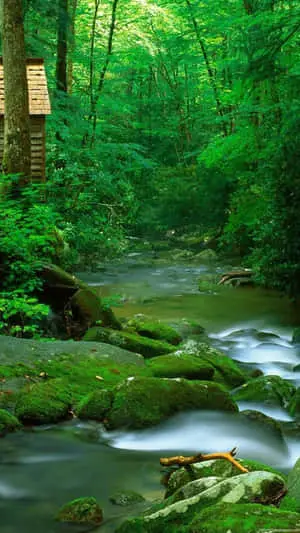 Mossy River Nature Android HD