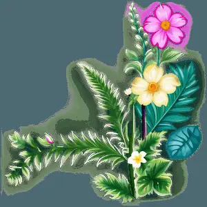 Nature Flower Border PNG cxe