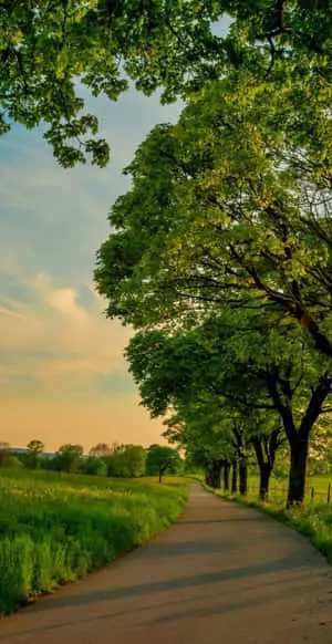 Nature Green Pictures