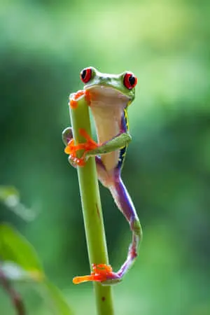 Nature Green Pictures