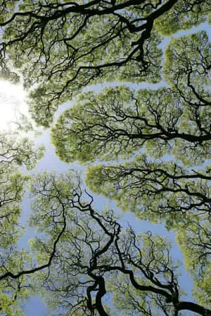 Nature Green Pictures