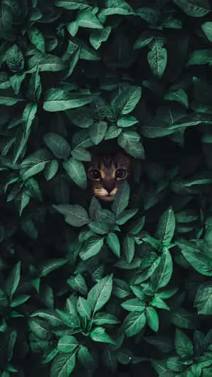 Nature Green Pictures