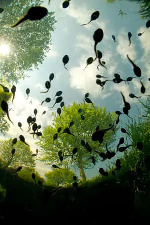 Nature Green Pictures