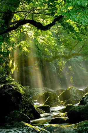 Nature Green Pictures