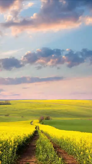 Nature Green Pictures