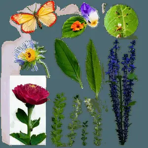 Nature Inspired Collage PNG 39