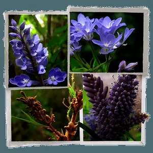 Nature Inspired Collage PNG 69