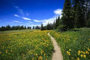 Nature Flower Field Picture