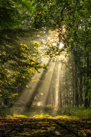 Sunlight In The Forest Nature Picture