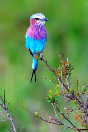 Nature Portrait Lilac-Breasted Roller