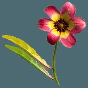 "Nature's Art: Delicate Flower PNG" a