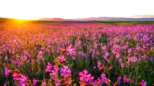 Nature's Splendid Symphony