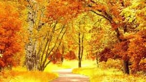Beauty of the Nature Scene