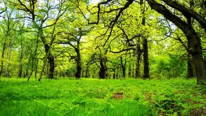 Enchanting Oak Forest Scenery