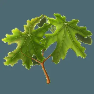 Oak Leaf Wallpaper PNG 06292024