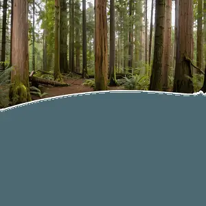 Old Growth Forest Panorama PNG 75