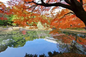 Old Japanese Garden