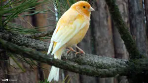 A Vibrant Orange Canary Perched on a Branch