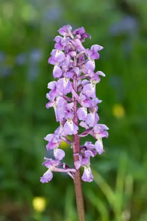 Orchid Flowers In Springtime Picture