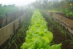 Organic Lettuce Planted Together With Onions In Farm