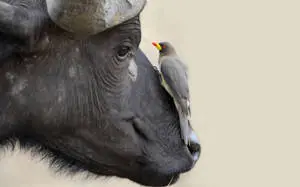 Oxpecker Birds Perched On Buffalo Nature