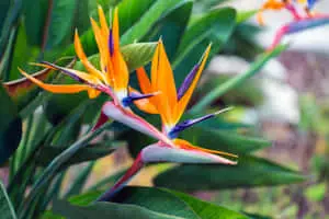 Unique Flower Plant Paradise Picture