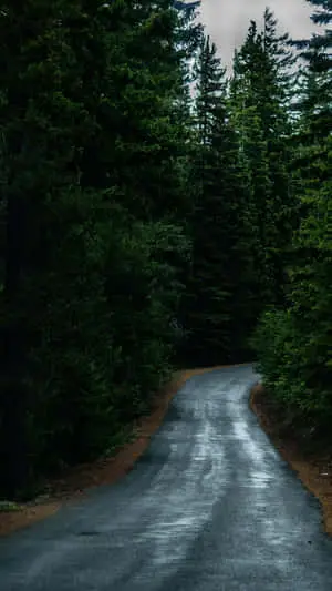 Path After Rain In A Dark Forest