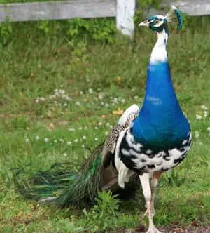 A Peahen resting atop a large rock in the great outdoors