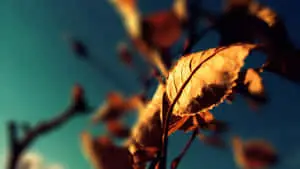 Capturing a Moment of Nature in a Single Photo