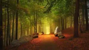 a path in the forest with rocks and sunlight