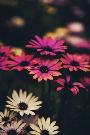 Pink And White Daisy Flowers