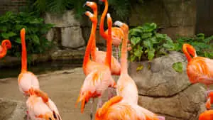 Majestic Pink Flamingos Captivating Visitors at the Zoo