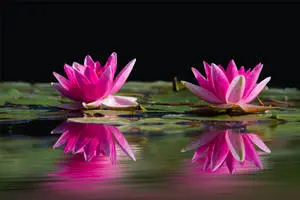 Pink Water Lotus Flowers