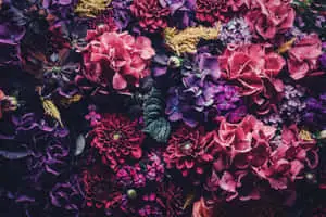 a close up of a bunch of flowers