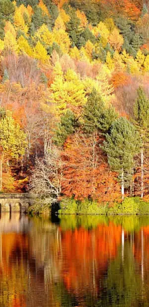 Pixel 3XL Autumn Background Of Beautiful Lake