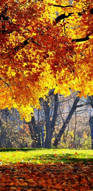 Pixel 3XL Autumn Background Of Golden Leaves
