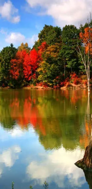 Pixel 3XL Autumn Background Of Lush Trees And Calm River