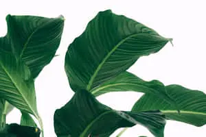 Bring the calm and serenity of nature to your desktop