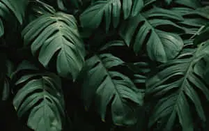 Bring Nature to Your Desktop with this Elegant Plant Aesthetic